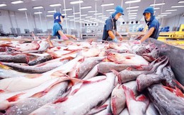 Xuất khẩu cá tra sang các thị trường CPTPP tăng 12%