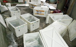 Thu giữ 146 cá thể cá rồng nhập khẩu trái phép theo đường hàng không
