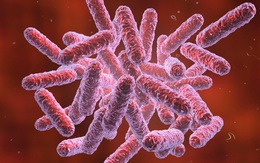 Số ca mắc Whitmore tại miền Trung tăng mạnh