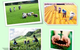 Giá trị sản xuất ngành trồng trọt tăng trong đầu năm 2020
