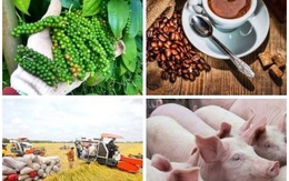 Việt Nam: Nhịp đập thị trường nông nghiệp ngày 11/9
