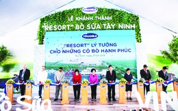Hệ thống trang trại bò sữa Vinamilk đạt mức tăng trưởng ấn tượng