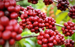 Thị trường nông sản ngày 3/3: Cà phê tiếp tục giảm, giá tiêu cao nhất 56.500 đồng/kg