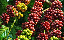 Thị trường nông sản ngày 31/3: Giá tiêu và cà phê giảm nhẹ 500 đồng/kg