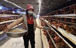 Giá thức ăn chăn nuôi sẽ giảm dần và ổn định từ tháng 7/2021