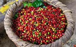 Thị trường nông sản ngày 10/7: Cà phê tăng tiếp, hồ tiêu chững giá phiên thứ 3