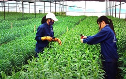 Bộ KH&ĐT đề xuất 7 nhóm chính sách hỗ trợ các doanh nghiệp đầu tư vào nông nghiệp