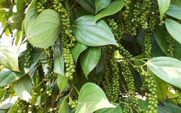 Thị trường nông sản ngày 22/7: Giá tiêu trong nước giảm nhẹ