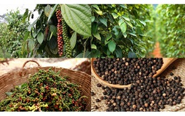 Thị trường nông sản ngày 7/8: Giá tiêu trong nước điều chỉnh mạnh