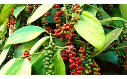 Thị trường nông sản ngày 11/5: Giá tiêu trong nước chững lại, cà phê tiếp tục đà giảm