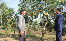 Thanh Hóa: Phát triển sản xuất gắn với xây dựng Nông thôn mới