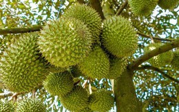 Giá sầu riêng ở Đồng bằng sông Cửu Long tăng mạnh