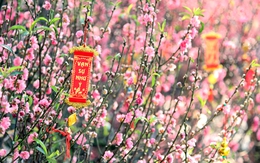 Thủ tướng đồng ý nghỉ 9 ngày Tết Nguyên đán Bính Ngọ