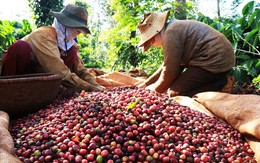 Cà phê trở thành mặt hàng nông sản có giá trị xuất khẩu lớn nhất trong 9 tháng