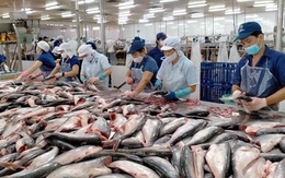 Brazil trở thành thị trường trọng điểm mới của ngành cá tra Việt Nam