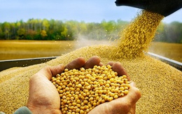 Việt Nam chi hơn 300 triệu USD để nhập khẩu đậu nành từ Mỹ