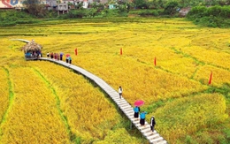 Quảng Ninh: Quảng bá bản sắc văn hóa vùng cao qua Lễ hội Mùa vàng miền Soóng cọ năm 2025