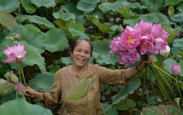 Tơ sen Phùng Xá - Hương sắc từ tinh túy của đất trời
