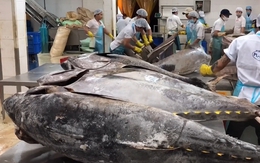 Ecuador đẩy mạnh xuất khẩu cá ngừ, gia tăng cạnh tranh với Việt Nam