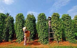Xuất khẩu hồ tiêu 9 tháng đạt hơn 1,26 tỷ USD