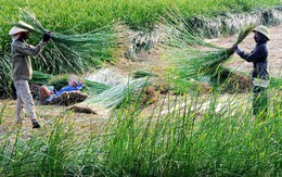Làng nghề Thanh Hóa hồi sinh: Chuyển đổi số giúp làng nghề cổ vươn ra thế giới