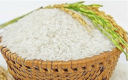 Giá gạo Việt Nam xuất khẩu chạm mức thấp nhất 2 tháng