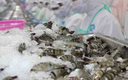 Thuế đối ứng khiến xuất khẩu thủy sản Việt Nam chững lại