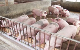 Dự báo nhu cầu tiêu thụ thực phẩm vào cuối năm và Tết cổ truyền tăng từ 10 - 15%