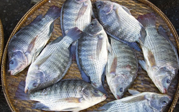 Xuất khẩu cá rô phi tăng tới 332% trong 9 tháng năm 2025