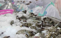 Trung Quốc duy trì vị trí số 1 về nhập khẩu tôm của Việt Nam