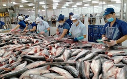 Kim ngạch xuất khẩu cá tra vượt mốc 1,8 tỷ USD trong 10 tháng
