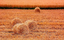 Nhiệm vụ chiến lược đưa rơm rạ thành trụ cột chuyển đổi xanh trong ngành lúa gạo