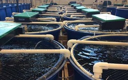 Vượt Mỹ, TQ chi hơn 1 tỷ USD mua sản vật dưới nước của VN: Nước ta có công nghệ chế biến dẫn đầu thế giới