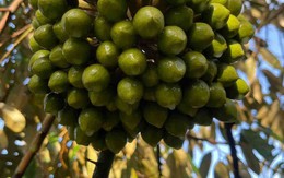 Chỉ trong 1 tháng, Trung Quốc chi gần 1 tỷ USD để mua một sản vật từ Việt Nam