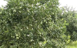 Thanh Hóa: Đẩy mạnh phát triển cây ăn quả theo hướng bền vững