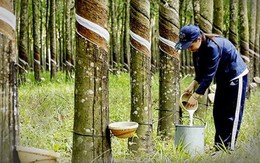 10 tháng, xuất khẩu cao su giảm 4,6% về lượng, nhưng tăng 2,5% về trị giá