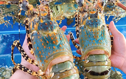 Xuất khẩu tôm hùm tiếp tục tăng mạnh dịp cuối năm