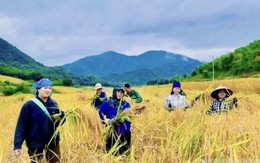 Hương lúa Cay Nọi - Niềm vui no ấm vùng biên