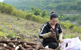 Mường Lát rộn ràng mùa sắn vàng