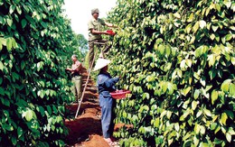 Xuất khẩu hồ tiêu được dự báo chạm mốc 1,5 tỷ USD năm 2025