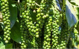 Hồ tiêu Việt Nam lập kỷ lục xuất khẩu