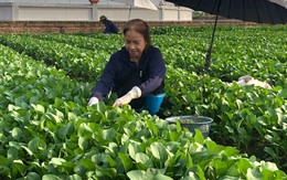 Hà Nội: Khai thác sản phẩm từ các vùng chuyên canh tập trung để nâng tầm OCOP Thủ đô