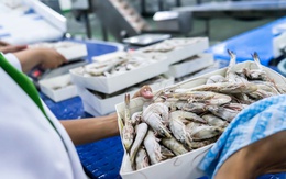 Xuất khẩu thủy sản sang Nhật Bản đạt gần 1,5 tỷ USD