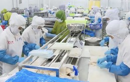 Xuất khẩu thủy sản Thanh Hóa - Một năm với nhiều khởi sắc