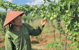 Giữa biến động thị trường, chanh leo Việt Nam vẫn giữ đà tăng trưởng mạnh