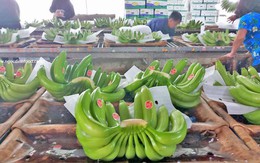 Chuối Việt Nam đang đứng trước cơ hội lớn để nâng tầm giá trị xuất khẩu