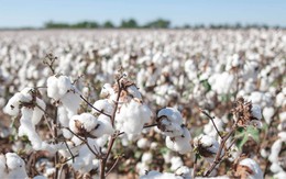 Nhập khẩu bông từ Mỹ chiếm gần 47% tổng lượng nhập khẩu