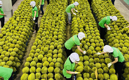 Bộ Nông nghiệp và Môi trường sẽ triển khai thí điểm hệ thống truy xuất nguồn gốc sầu riêng từ năm 2026