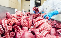 Ngành mực, bạch tuộc Việt Nam ghi nhận sự tăng tốc trong 10 tháng