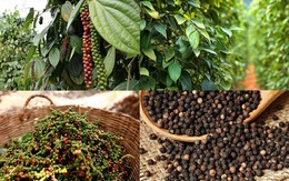 Xuất khẩu hồ tiêu Việt Nam được dự báo tiếp tục duy trì xu hướng tích cực trong năm 2026